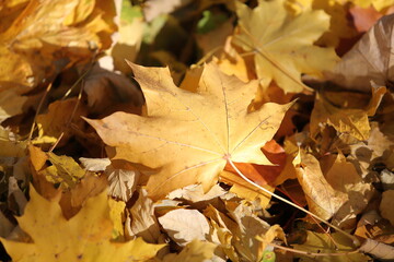 Autumn leaves in the forest
