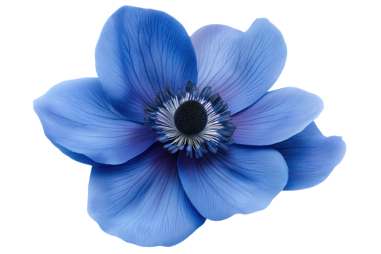 Blue flower blooms with vibrant center, dark blue outer edge. Large, isolated, isolated background highlights intricate details, delicate petals, pollen, beauty. Central position, single, prominent,