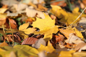 Autumn leaves in the forest