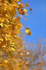 Obraz premium Autumn leaves in the forest