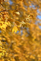 Autumn leaves in the forest