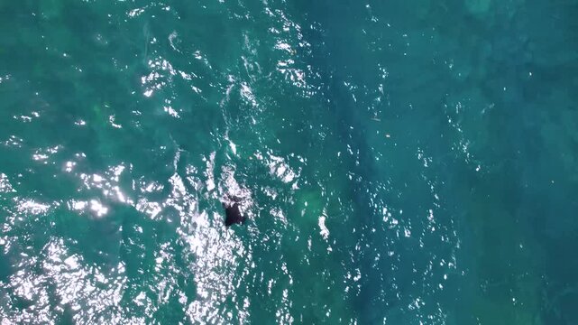 Raie Manta nage dans la mer au travers des rayons du soleil vu du ciel, Indon&eacute;sie, Bali, Asie