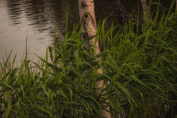 reeds in the pond