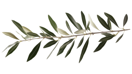 Close-up view of olive tree branch on transparent background. Green leaves vary in size and shape. Single olive branch focus of image with neutral gray background. No text or objects in scene.