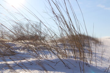 grass in the snow