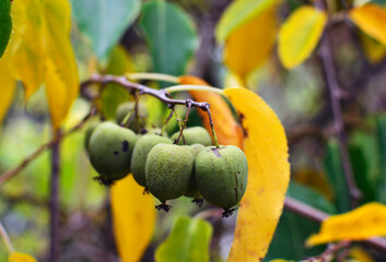 Mini kiwi baby fruit (actinidia arguta) growth in october garden. Plants at edible landscaping. Selective focus.