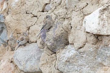 Twite (Linaria flavirostris) feeding from the rocks of an old house.