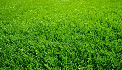 Obraz premium green grass background
