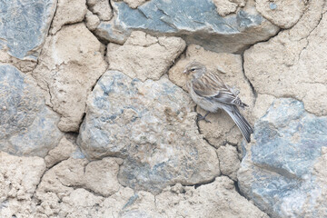 Twite (Linaria flavirostris) feeding from the rocks of an old house.