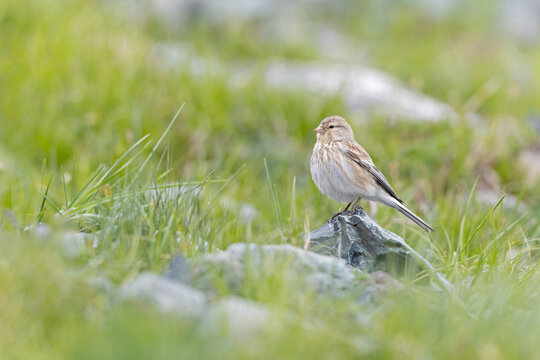twite (Linaria flavirostris) perched on a rock.