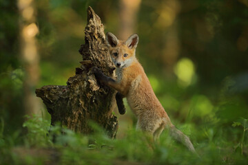 Lis rudy, lis pospolity (Vulpes vulpes)