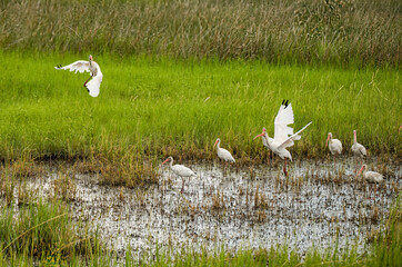Flying and landng birds in a marshy pond near Jacksonville Florida