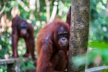 Wild orangutan at nature reserve in Malaysian Borneo, closeup. Wildlife orangutans are endangered apes inhabiting rainforests of Borneo, Kalimantan in Malaysia © OlegD