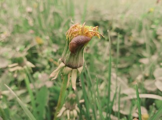 Snail 