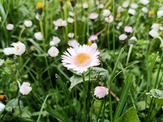 white and yellow flowers 