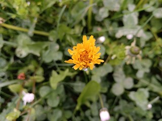 Yellow flower blooming in the garden 