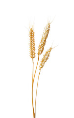 Three golden wheat stalks with grains on white background.