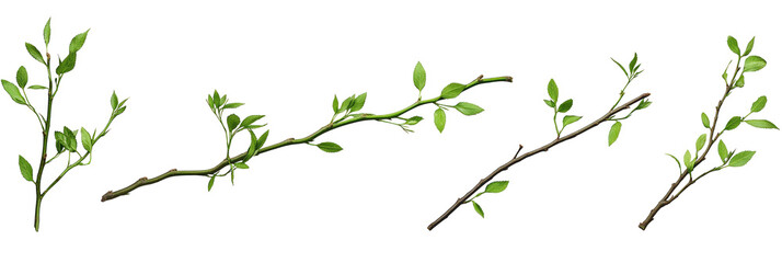 Obraz premium Tree branch with many green leaves isolated on transparent background. Fresh foliage, natural, organic, healthy growth. Branch extends from top left to bottom right with leaves scattered across.