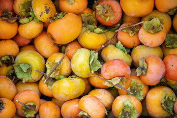 Close up of pile of fresh persimmons after harvest with different degrees of ripeness, Orange and very sweet seasonal fruit of the autumn season.