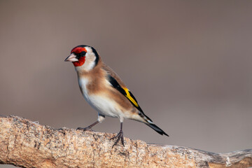 European goldfinch isolated on a dry branch. Colorful bird whith red yellow black brown and white colours. Garden birds. Finch family. Carduelis carduelis.