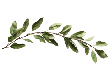 Close-up view of a branch with multiple leaves. Varying sizes and shapes add depth. isolated transparent background contrasts with green leaves and brown branch. Isolated object in focus. Alpha mask.