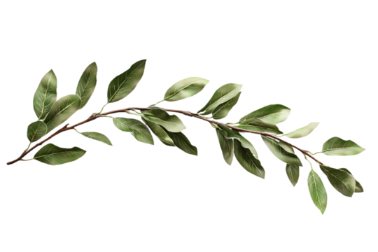 Close-up view of a branch with multiple leaves. Varying sizes and shapes add depth. isolated transparent background contrasts with green leaves and brown branch. Isolated object in focus. Alpha mask.