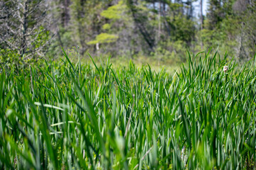 lakeside view with tall grass at pictured rocks national lakeshore national park