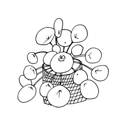 Home flowers in pot drawing with line-art on white backgrounds.