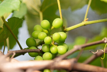 Green grapes, crate of green grapes on a vine in Brazil, selective focus.