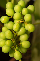 Green grapes, crate of green grapes on a vine in Brazil, selective focus.