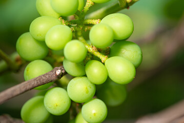 Green grapes, crate of green grapes on a vine in Brazil, selective focus.