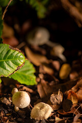 Mushrooms, small mushrooms growing in a flowerbed in the summer in Brazil, selective focus.