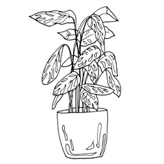 Home flowers in pot drawing with line-art on white backgrounds.