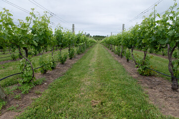 Obraz premium looking at grapes in a vinyard in michigan near empire