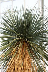 Palm tree in a garden