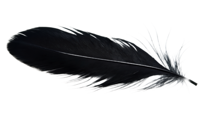 Black feather isolated on transparent background. Glossy surface reflects light. Close-up view of single feather, smooth, fluffy, and fragile. Long, pointed end points towards top left corner.