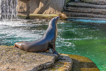 The California sea lion (Zalophus californianus) sitting by the pool in a beautiful pose in Amsterdam Artis Zoo. Amsterdam Artis Zoo is oldest zoo in the country. Amsterdam, the Netherlands.