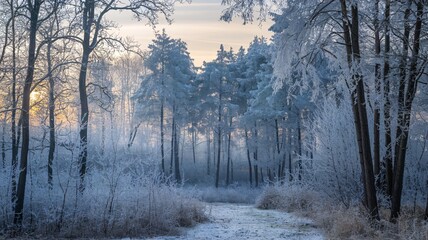 Obraz premium Winter Forest Wonderland A path leads through a frost-covered forest at sunrise.
