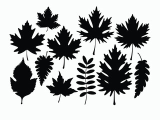 Maple Oak Birch Silhouette EPS Vector Template Illustration