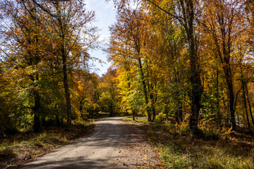 Autumn Forest Scenery with Warm Light Illumining the Gold Foliage. Yenice, Karabuk - Turkey