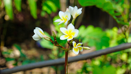 exotic plants at a spice farm at zanzibar