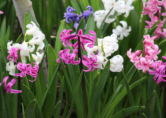 Hyacinths are blooming in the garden