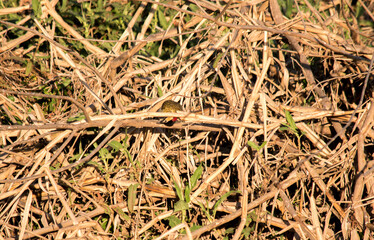 Closeup of a woodpecker in the garden. golden-breasted woodpecker