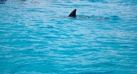 dolphin at mnemba island near zanzibar