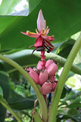Pink flowering Banana Seeds