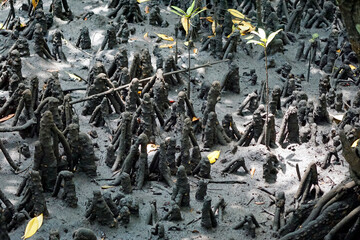 mangrove forest at jozani on zanzibar