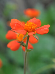 Geum quellyon is blooming in the garden