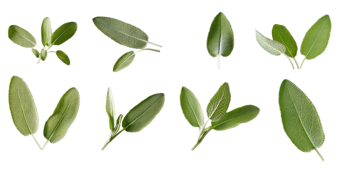 Collection of nine green herb leaves in 3x3 grid. Leaves vary in size, shape, with darker hue. Light gray background provides contrast to vibrant green leaves. Leaves slightly overlap, creating depth.