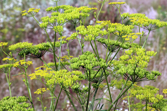 Sowing parsnip (Pastinaca sativa), grows in nature.