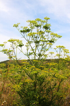 Sowing parsnip (Pastinaca sativa), grows in nature.